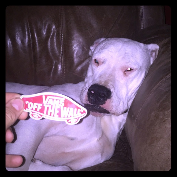 Vans Other - Dog